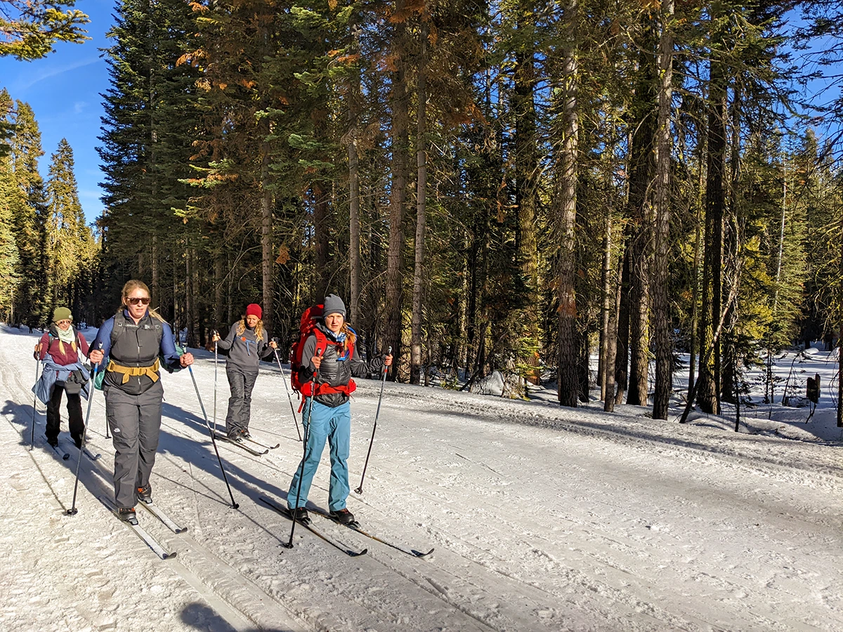 Four women cross-country skiing down a road past some tall coniferous trees.